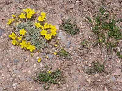 Yellow Daisy-ish Buttercup variant.